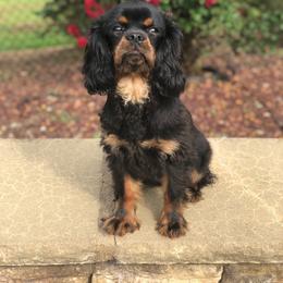 Cavalier King Charles Spaniel Puppies from Holston Mountain Cavaliers