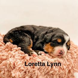 Loretta Lynn - Black rust and white female Bernese Mountain Dog puppy in Hudson, Indiana from TurkeyCreek-K9