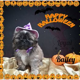 Shih Tzu Puppies from Loyal Shih Tzu