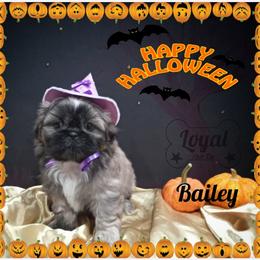 Shih Tzu Puppies from Loyal Shih Tzu