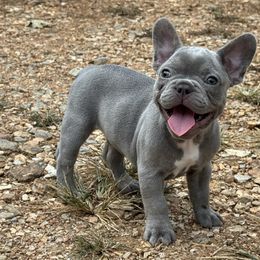Thumper - video - Blue male French Bulldog puppy in Springfield, Missouri from Phoebes Frenchies