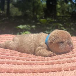 Scooby - Fawn male French Bulldog puppy in Salisbury, Maryland from 77 Frenchies Maryland