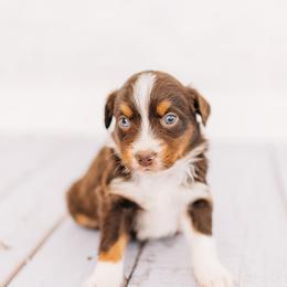 Gary - Red tri male Miniature Australian Shepherd puppy in Enoch, Utah from Twisted H Aussies