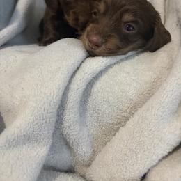 Monica - Chocolate and tan female Dachshund puppy in St. Cloud, Florida from White Oak Kennels