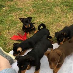 Grand Basset Griffon Vendéen and Lancashire Heeler All Grown Up from Mashury & Black Majesty Kennel