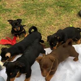 Grand Basset Griffon Vendéen and Lancashire Heeler All Grown Up from Mashury & Black Majesty Kennel