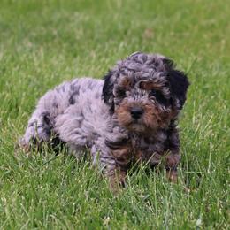 Oren - Merle male Whoodle puppy in West Bend, Iowa from Blue Skies Terriers
