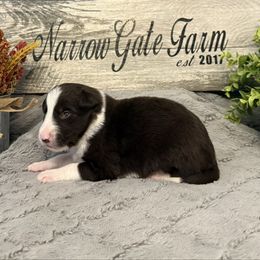 Levi - White and red male Border Collie puppy in Moody, Texas from Narrow Gate Farm