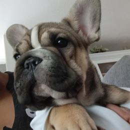 Diamond - Tricolors female French Bulldog puppy in Colorado from Imperial Frenchies of Colorado