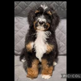 Cucumber - Tri-color female Bernedoodle puppy in Roseburg, Oregon from Lookingglass Doodles