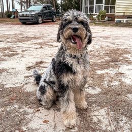 Aussiedoodle and Australian Shepherd All Grown Up from Dark Water Standards