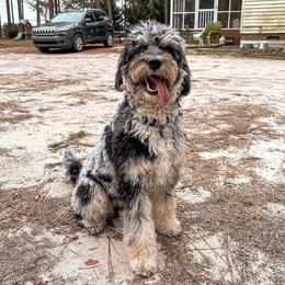 Aussiedoodle and Australian Shepherd All Grown Up from Dark Water Standards