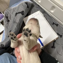 Golden Retriever Puppies from Reel Ridge Goldens