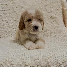 Big Tex (Our Lone Star State litter) - Red  male Goldendoodle puppy in Hopkins County, Texas from Boutique Doodles