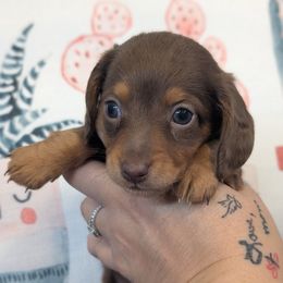 Gus Longhair - Chocolate and tan male Dachshund puppy in Barnard, Missouri from KB Doxies