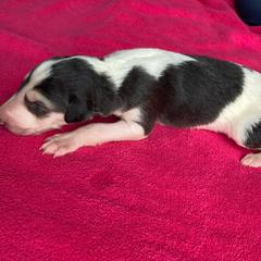 Folderol - Sable Borzoi puppy in Boring, Oregon from Saxafrax Borzoi