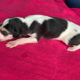 Folderol - Sable Borzoi puppy in Boring, Oregon from Saxafrax Borzoi