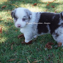 Tanzanite 💜 - Red merle Miniature American Shepherd puppy in Kamuela On The Big Island, Hawaii from Royal Hawaiian Aussies LLC
