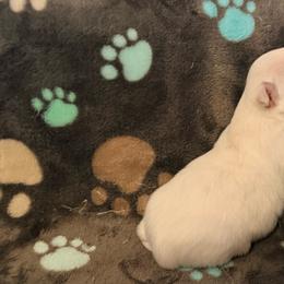 Elsa - White female Chihuahua puppy in Seneca, Missouri from Stephanie’s Puppy Colony