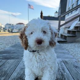 Tundra - Red and white male Cockapoo puppy in Egg Harbor City, New Jersey from Grace Given Cockapoos (GGC)
