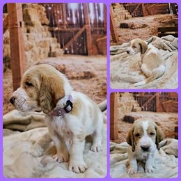 Basset Hound Puppies from Hounds All Night