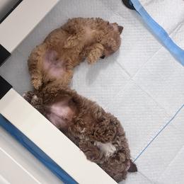 Poodle Puppies from Sealy Toy Poodles