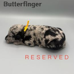Butterfinger - Blue merle male Aussiedoodle puppy in Paragould, Arkansas from AC Doodles & Corgis