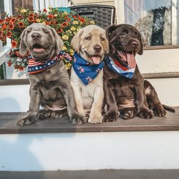 Dilute Retriever and Labrador Retriever Puppies from South Shore Labradors