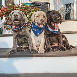 Dilute Retriever and Labrador Retriever Puppies from South Shore Labradors
