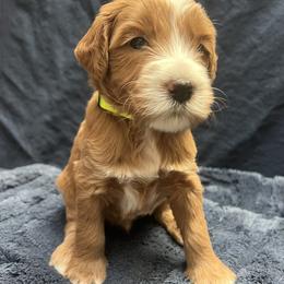Skipper - Red  male Goldendoodle puppy in Placerville, California from New Dawn Poodles and Doodles