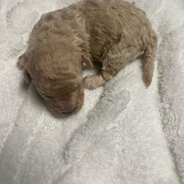 Cosmo - Apricot male Poodle puppy in Elgin, South Carolina from Silver Bells Paw Prints