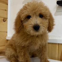 Fleece - Cream female Goldendoodle puppy in Payson, Utah from Country Sky Doodles