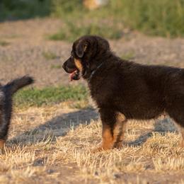 German Shepherd Puppies from vom Gannett