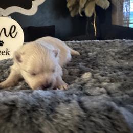 Powder - White female Pomeranian puppy in Scio, Oregon from Mac Daddy Poms