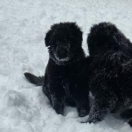 Bailey - Black female German Shepherd puppy in White Cloud, Michigan from Von WestLynn German Shepherds