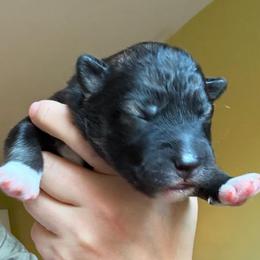 Briar - Agouti and white male Siberian Husky puppy in Florence, Kentucky from Moonlight Howl Huskies