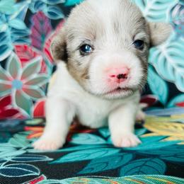 Athena - Blue merle and white female American Corgi puppy in Cocoa, Florida from Cascadian Space Coast Corgis LLC