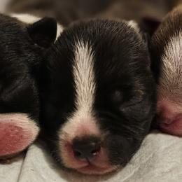 Girl 2 - Seal and white female Boston Terrier puppy in South Of Boston, Massachusetts from Boston Collections