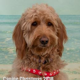 Ruby - Goldendoodle