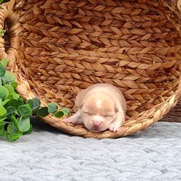 Daisy - Cream female Shiba Inu puppy in Clayton, Illinois from Adorable-Puppies