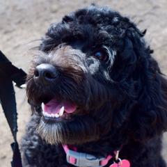 Kelby May - Australian Cobberdog