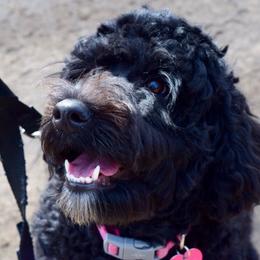 Kelby May - Australian Cobberdog