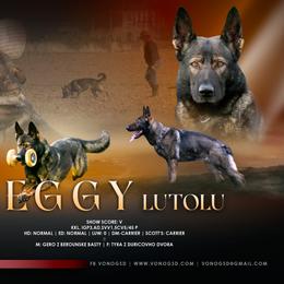 Meggy - German Shepherd