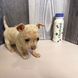 Samantha - Merle female Chihuahua puppy in Sherwood, Arkansas from Bartelt Breeders