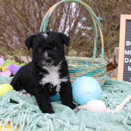 Nelson - Black and white male Aussiedoodle puppy in Hopkins, Missouri from Mowry Creek Mini Aussiedoodles and More