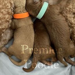 Poodle Puppies from Premier Poodle