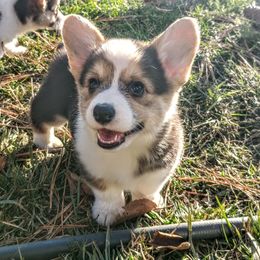 Bell Pepper - Black and tan female Pembroke Welsh Corgi puppy in Ellensburg, Washington from Faery Mount Farm
