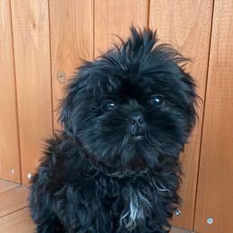 Shih Tzus from Constellation Exotics