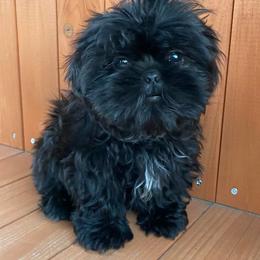 Shih Tzus from Constellation Exotics