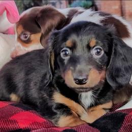 Bear - Black and tan male Dachshund puppy in Phoenix, Arizona from AZ's Prestigious Minature Dachshunds